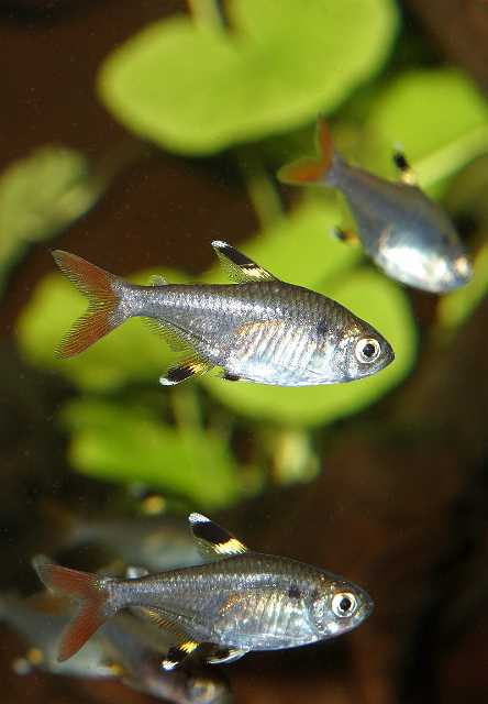 FH_ZA_2484(Pristella maxillaris).jpg